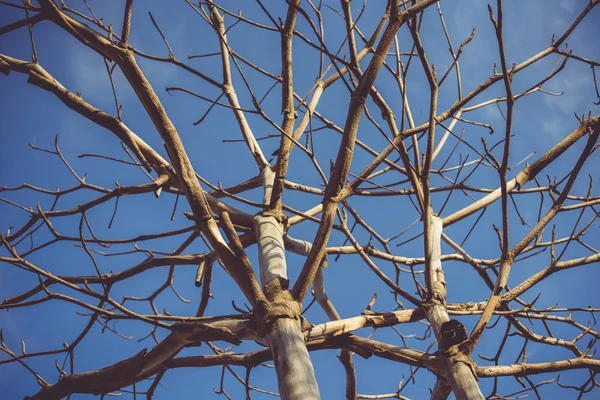 Árboles Cielo Azul Fondo —  Fotos de Stock