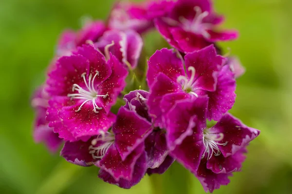 Perto Detalhe Flores Coloridas — Fotografia de Stock