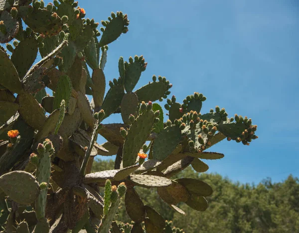 Huasca Ocampo の美しい植生メキシコの町 — ストック写真