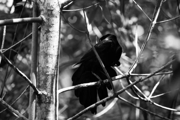 Crow Standing Branch — 스톡 사진