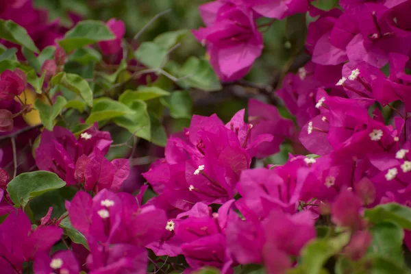 Lila Bougainvillea Virágok Záródnak — Stock Fotó