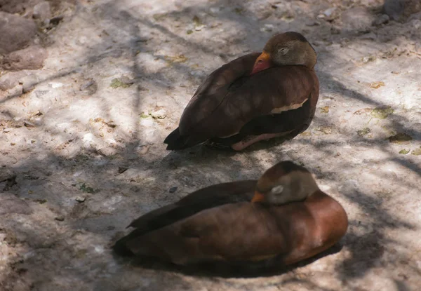 Dois Patos Dormindo Sombra — Fotografia de Stock