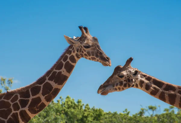 Close Par Girafas Frente Para Outro Com Céu Azul Plantas — Fotografia de Stock