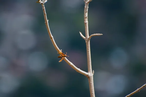 Vegetação Tepoztlan México — Fotografia de Stock