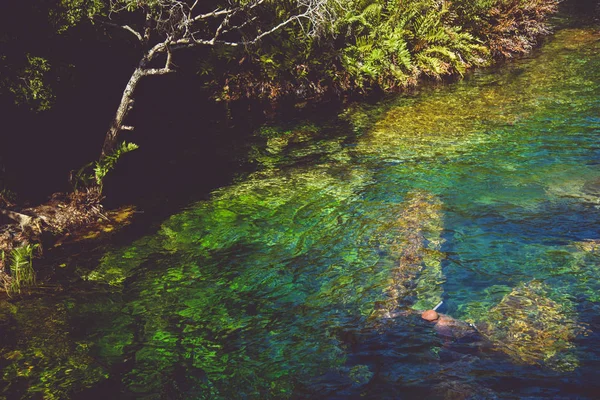 Cenote Egy Természetes Gödör Vagy Víznyelő Eredő Összeomlása Mészkő Alapkőzet — Stock Fotó
