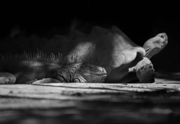 Preto Withe Grande Iguana Deitado Chão Lado Uma Tartaruga Estimulada — Fotografia de Stock