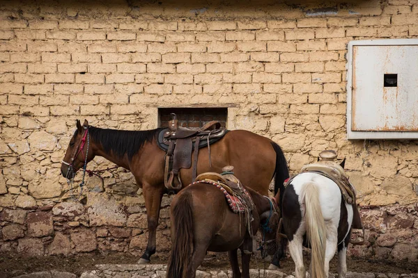 Retrato Cavalos Huasca Ocampo — Fotografia de Stock