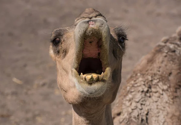 Vertical Close Face Dromedary Camel — 스톡 사진