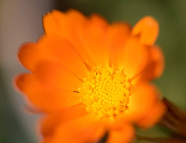 Detalhes Macro Borda Das Pétalas Flor Calêndula Laranja — Fotografia de Stock