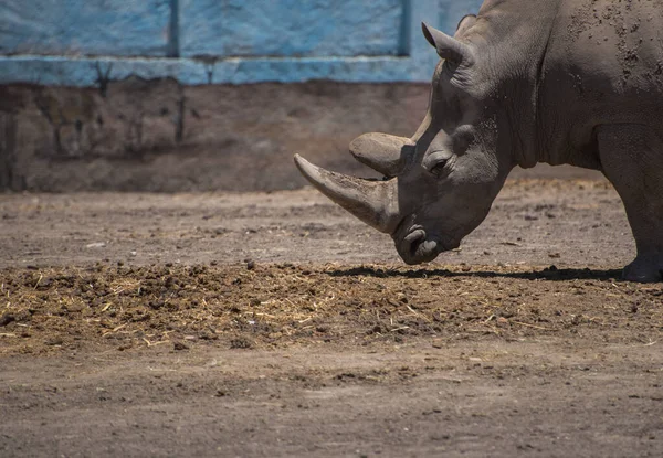 Krásný Nosorožec Zblízka Bokem Zoo Koncept — Stock fotografie