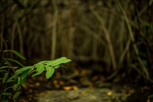 Vegetation Einer Mexikanischen Cenote Hintergrund — Stockfoto