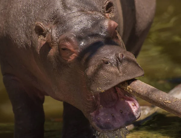 Bébé Hippopotame Ouvrir Bouche Pour Boire Eau Tube — Photo