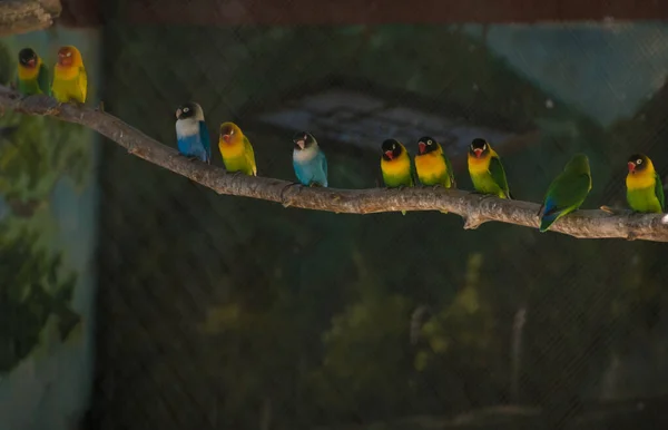 Wiele Kolorowych Papug Stojących Gałęzi — Zdjęcie stockowe
