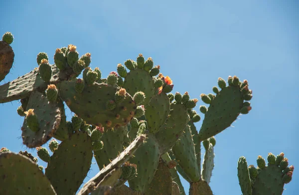 Huasca Ocampo の美しい植生メキシコの町 — ストック写真