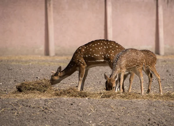 Jeleni Jedí Trávu Koncepce Zoo — Stock fotografie