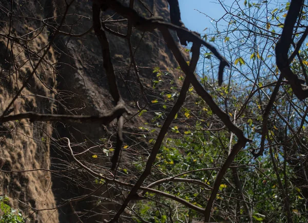 Natural View Vegetation Rocks Tepoztlan Mexico — Stock fotografie