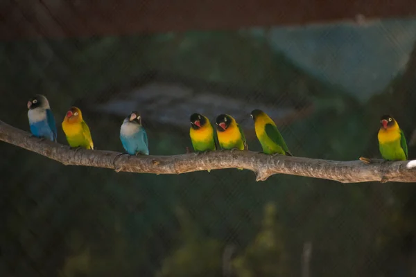 Nombreux Perroquets Colorés Alignés Sur Une Branche — Photo