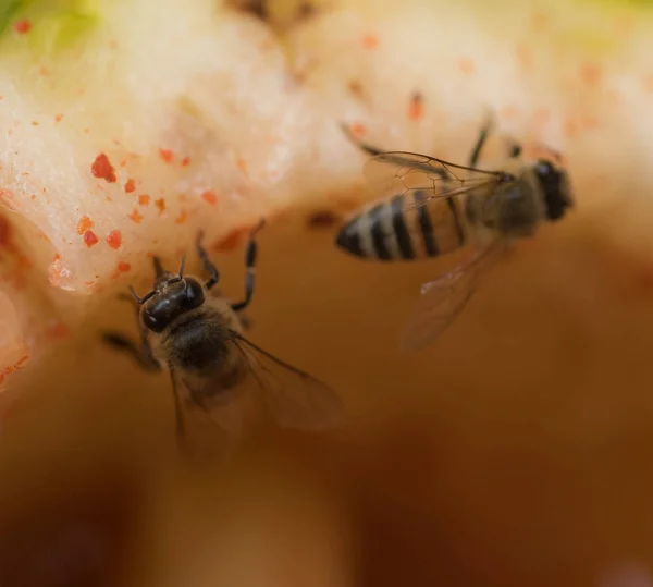 Makroaufnahme Einer Biene Die Auf Einer Ananas Steht — Stockfoto