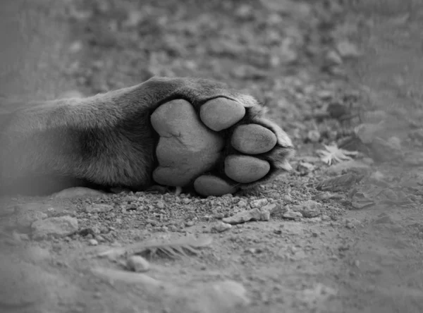 Black White Close Lion Paw Give Concept — Stock Photo, Image