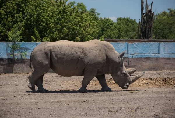 Красивый Носорог Крупным Планом Сбоку Концепция Зоопарка — стоковое фото