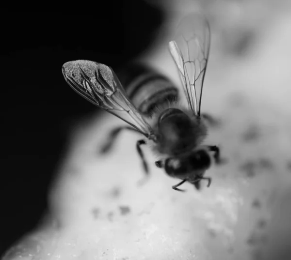 Macro Close Bee Standing Pineapple — 스톡 사진