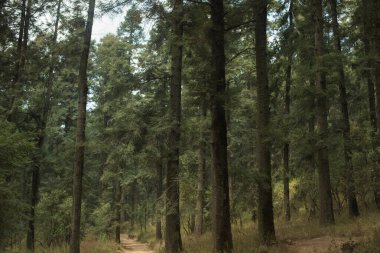 La Marquesa Ulusal Parkı (İspanyolca: 