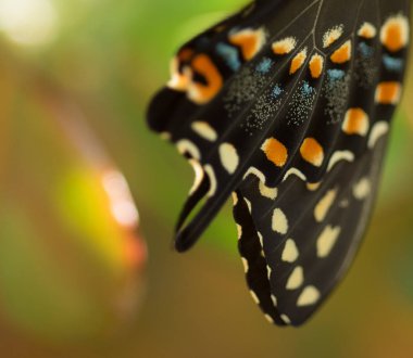 Siyah bir kelebeğin makro fotoğrafı, detaylar