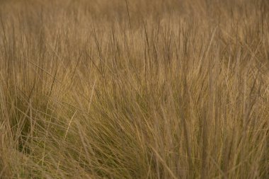 La Marquesa Ulusal Parkı (İspanyolca: 