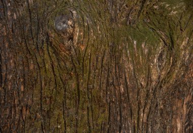 Güzel. Ağaç gövdesi korteks dokusunu kapat.