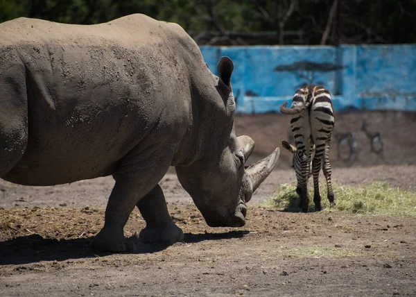 Rhino Honí Zebru Hunt Koncept — Stock fotografie