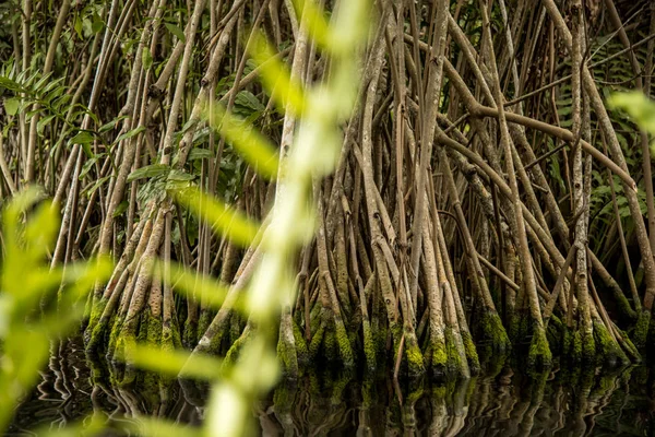 Vegetation Mexikansk Cenote Bakgrunden — Stockfoto