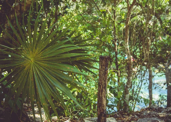 Folha Palma Cenote Mexicano Jardin Del Eden — Fotografia de Stock