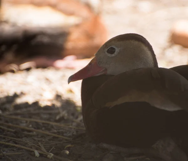 Brauner Boden Und Ente Auf Background — Stockfoto