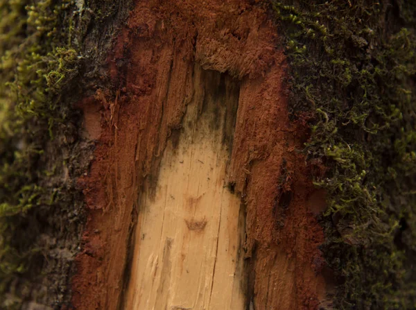 Στενή Υφή Φλοιού Δένδρου — Φωτογραφία Αρχείου