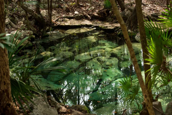 Crystal Cenote Quintana Roo Mayan Riviera Mexico Natural Area You — Stockfoto