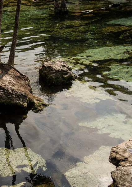 Quintana Roo Mayan Riviera Meksika Daki Crystal Cenote Doğal Bir — Stok fotoğraf