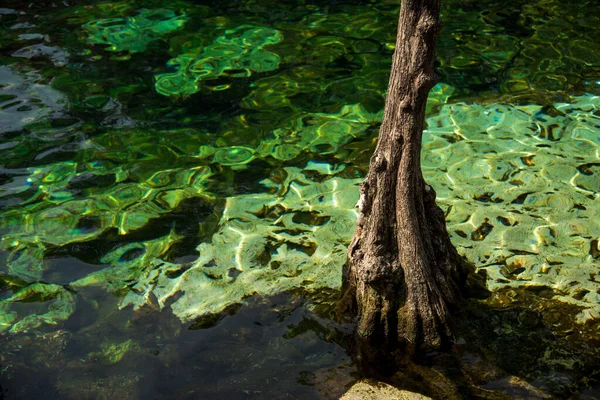 Quintana Roo Mayan Riviera Meksika Daki Crystal Cenote Doğal Bir — Stok fotoğraf