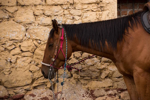 Huasca Ocampoに馬の肖像画 — ストック写真