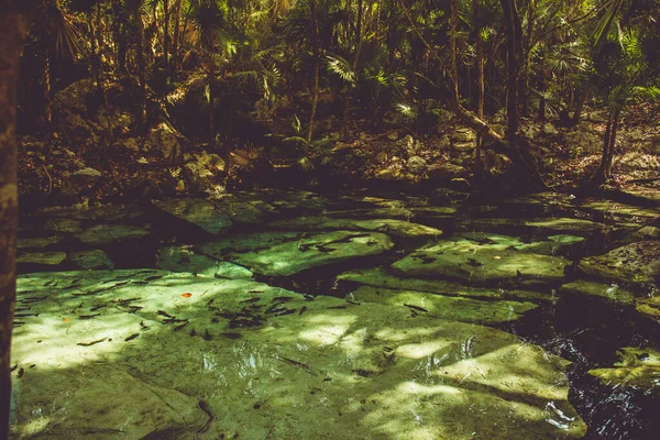 Crystal Cenote Quintana Roo Mayan Riviera Mexico Natural Area You — Stockfoto