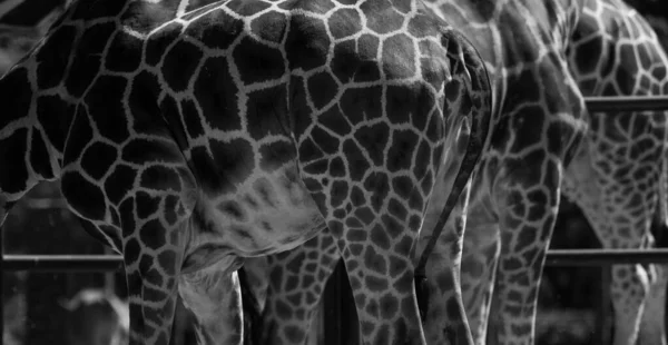 Preto Branco Perto Pele Uma Girafas Textura — Fotografia de Stock