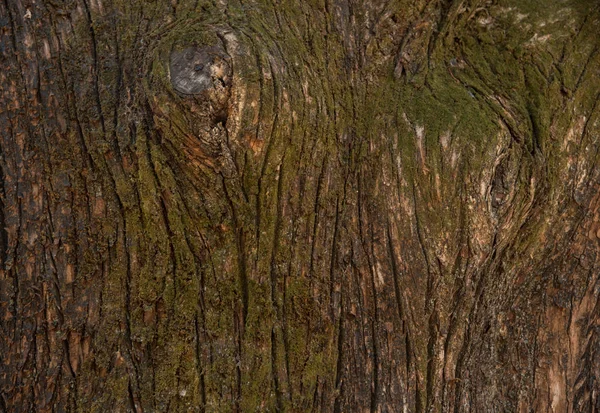 Nice Close Textura Córtex Tronco Árvore — Fotografia de Stock