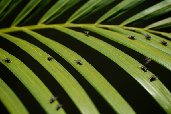 Green Plant Flies Background Close — 스톡 사진