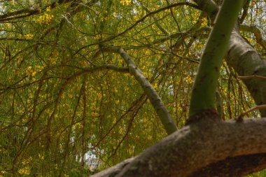 Parkinsonia microphylla 