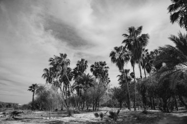 Güzel Palmiye Ağaçları Tropikal Sahne, Meksika