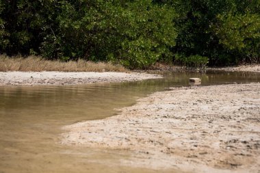 Meksika, Quintana Roo 'daki Blanca Adası Cancun' a çok yakın güzelliği nefes kesici. Rahatlamak, kuşları izlemek, oynamak, uçurtma uçurmak ve huzur dolu göl ve okyanus manzaralarını emmek için sakin bir yer. Kamp yapmak için mükemmel.