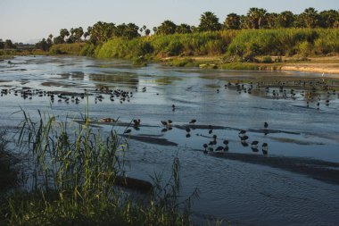 San Jos haliçleri, şehrin en önemli doğal alanıdır, 200 'den fazla hayvan türü (% 70) bu sessiz ve huzurlu yerde bulunabilir. 