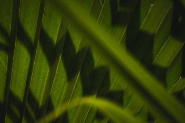 İlginç Makro Yakın çekim Doğal Avuç İçi Yaprağı dokusu, Detaylar