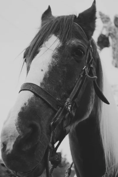 Czarno Białe Zbliżenie Kagańca Konia — Zdjęcie stockowe