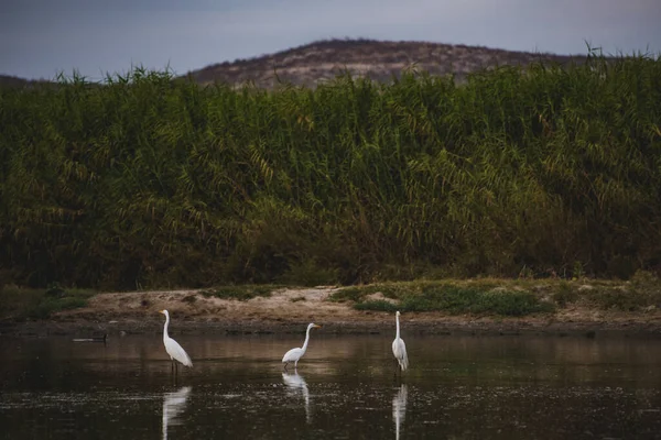 Estuario San Jos Espacio Natural Más Importante Ciudad Más 200 — Foto de Stock