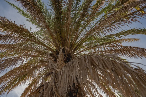 Nahaufnahme Des Details Einer Palme — Stockfoto